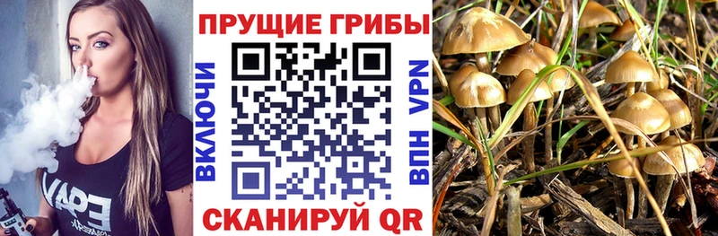 Купить  Южа  Галлюциногенные грибы Cubensis 